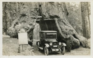 Maxwell Coupe going through the Wawona Drive-Through Tree in Yosemite in 1919,